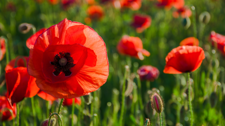 poppies